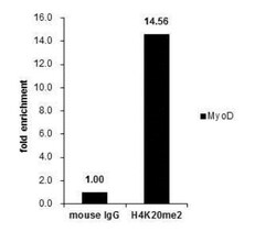 Histone H4, Dimethyl Lys20 Antibody (1851), Novus Biologicals 0.1mL; Unlabeled:Antibodies,